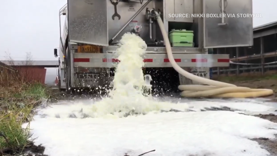 OVER-SUPPLY: Falling Demand For Milk Forces Dairy Farmers To Dump Their Milk