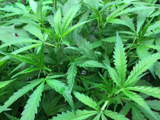 Indian National Arrested Smuggling $2.5 Million Worth Of Marijuana From Canada To US