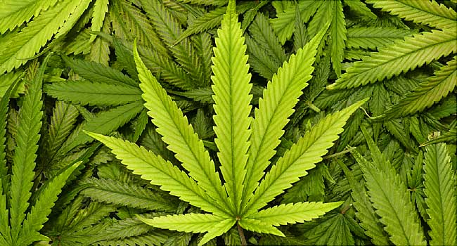 Third Indian Trucker Arrested In US For Marijuana Smuggling From Canada