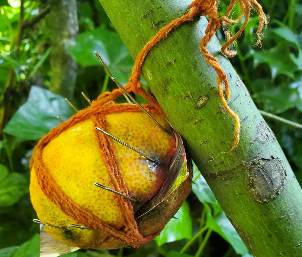 LEMON "TOONA": Needled Lemons Similar To The Ones In Coquitlam Were Found In Wolverhampton, England In 2016