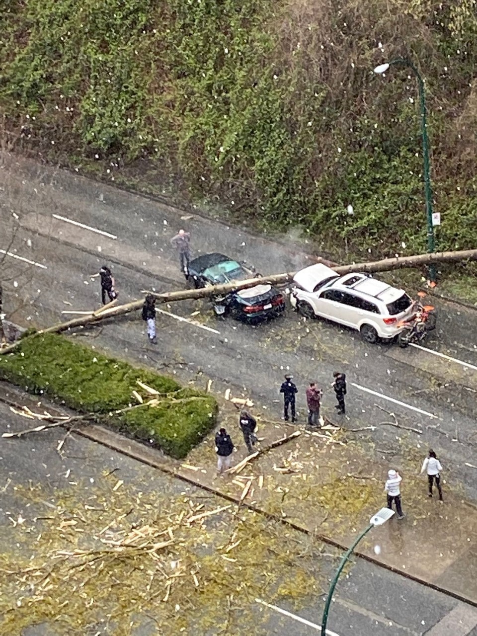 Freak Tree-Fall Kills One Person In South Vancouver